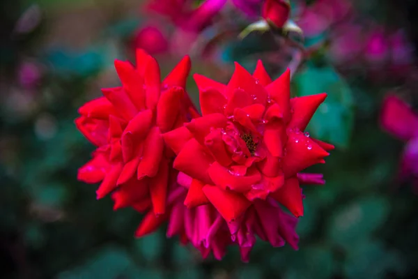 Rose Flowers in Greenville South Carolina SC — Stock Photo, Image