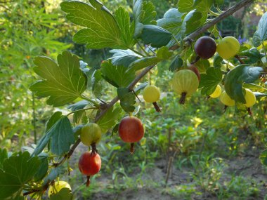Şube üzerinde renkli taze gooseberrys