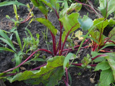 Toprak içinde büyüyen pancar cinsini