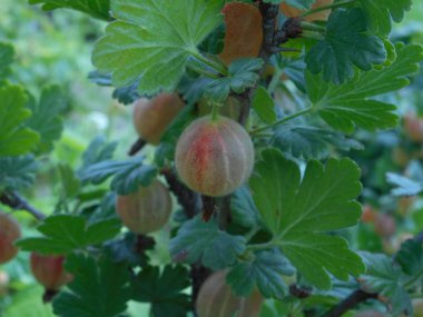 Şube makrosunda renkli taze Bektaşi üzümü