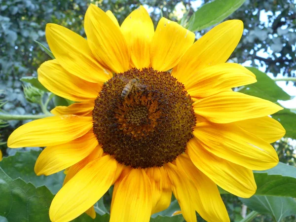 Яскраве Свіже Жовте Соняшникове Макрос — стокове фото