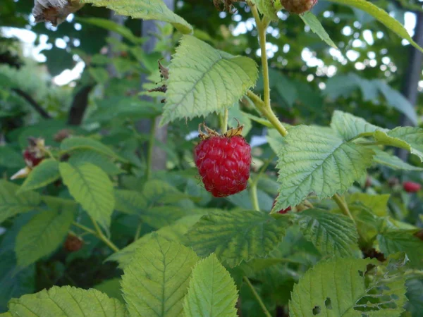 Pink Fresh Raspberry Green Leaves — Stock Photo, Image