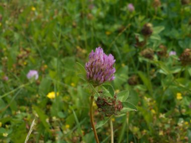 Taze mor yonca çiçek makro
