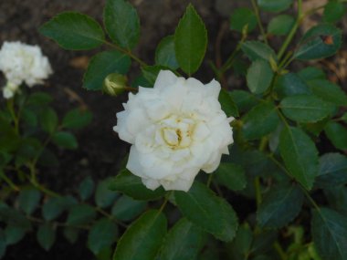 Yeni beyaz gül makro