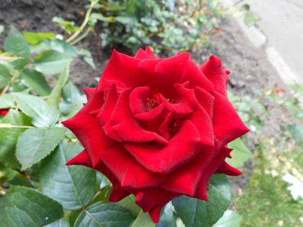 Jasny Piękny Świeży Czerwony Róża Makro — Zdjęcie stockowe