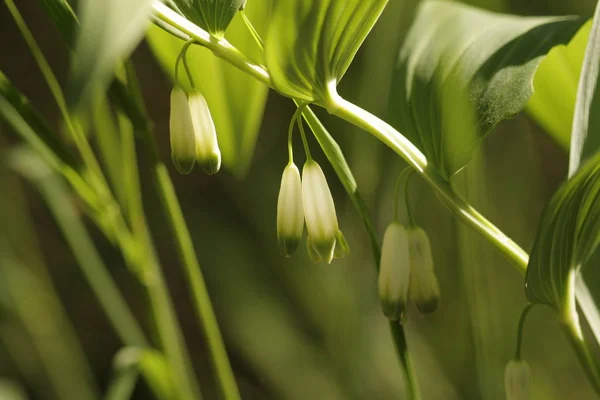 Selo Salomão Polygonatum — Fotografia de Stock