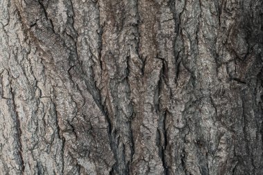 kavak kabuk ağaç doku arka plan