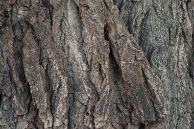 kavak kabuk ağaç doku arka plan