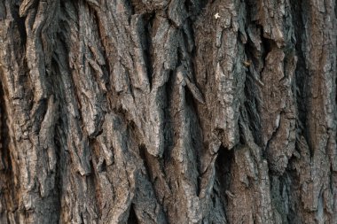 Ağaç kabuğunun arkaplan dokusu