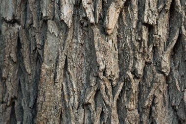 Ağaç kabuğunun arkaplan dokusu