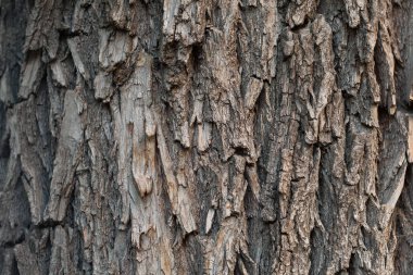 Ağaç kabuğunun arkaplan dokusu