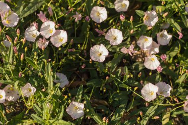Bindweed alanı, pembe, arka plan, kopya alanı. 