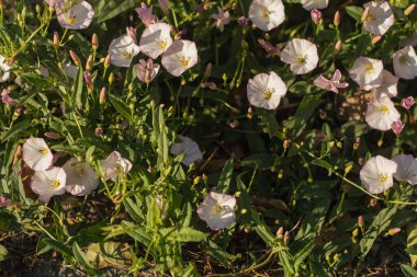 Bindweed alanı, pembe, arka plan, kopya alanı. 