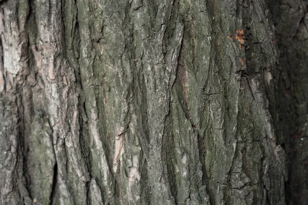Ağaç kabuğunun arkaplan dokusu