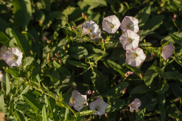 Bindweed alanı, pembe, arka plan, kopya alanı. 