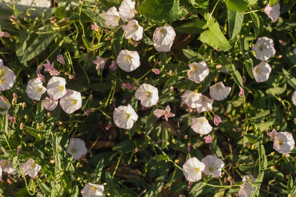 Bindweed alanı, pembe, arka plan, kopya alanı. 