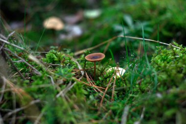 Ormanda küçük bir mantar