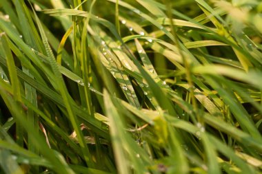 Yağmur damlalı yeşil çimen arkaplan