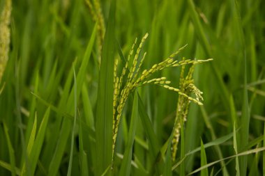 Çeltik pirinç tarlasını kapatın. Tarlada genç bir çeltik kazancı. Pirinç tarlalarını hasat etmeye hazır. Bangladeş 'te pirinç yetiştirmeye hazır..