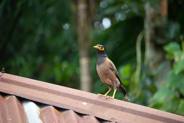Mynah, Tin Barakası 'nda duruyor ve yiyecek bir şeyler arıyor. Myna Bulma Yiyeceği. Bangladeş, Asya 'daki yaygın Myna ya da Hint Myna' sı. Myna 'nın arka ve yazı tipi..