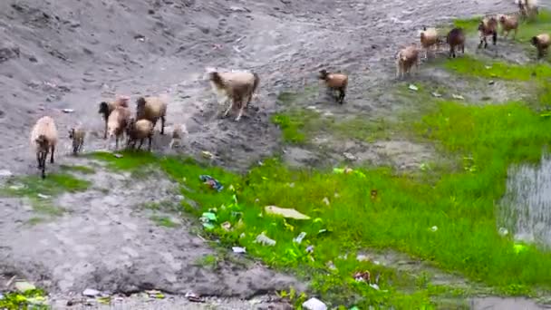 После Поедания Флокса Овцы Команда Отправляется Ферму Ферму Овцы Ягнята — стоковое видео