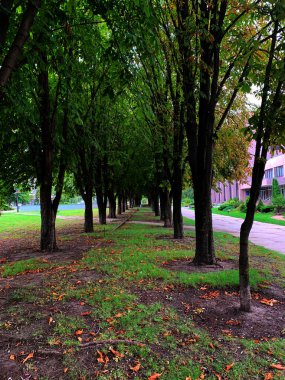 Ağaçlarla bir patika, ağaçlardan oluşan bir tünel..