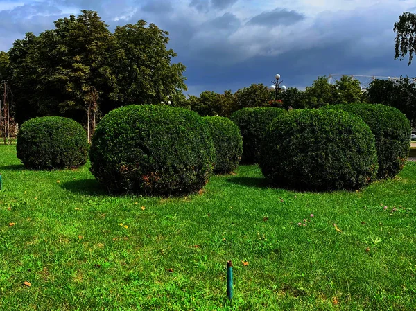 Round trimmed bushes in the park, blue sky.