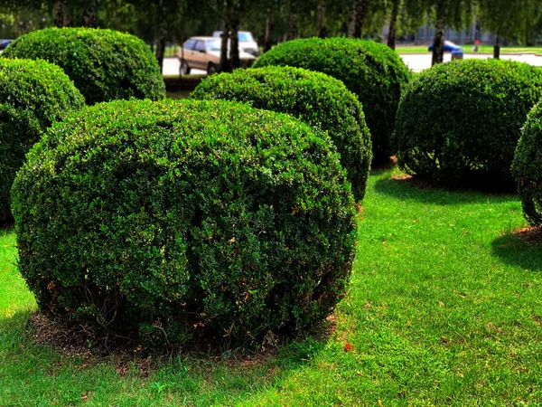 Round trimmed bushes in the park, green hedge.