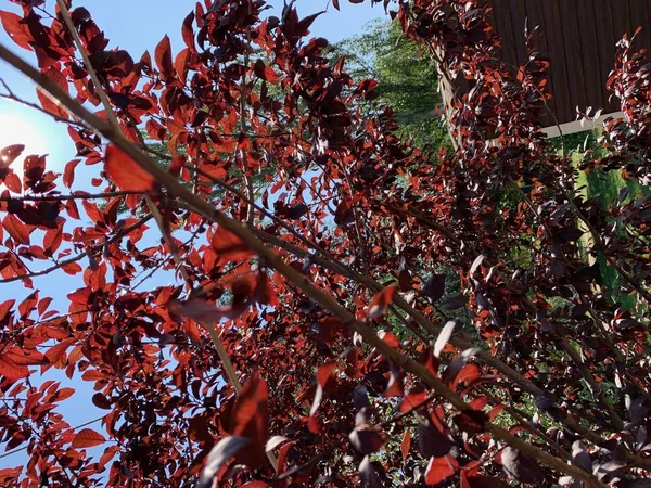 Strom s červenými listy. Podzimní pozadí. — Stock fotografie