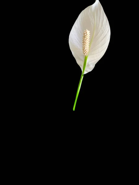 Spatthiphyllum çiçeği, beyaz, izole.