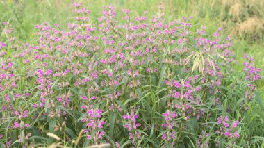 BlueBell çayırında, çayırda yetişiyor. Mor renkli güzel kır çiçekleri. Güneşli bir yaz gününde yeşil çimenler.