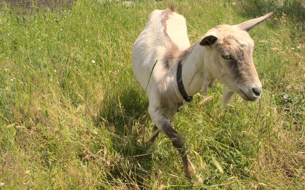 Domestic Goat Walks Grazing Grass Pet White Gray Walks Meadow — Stock Photo, Image