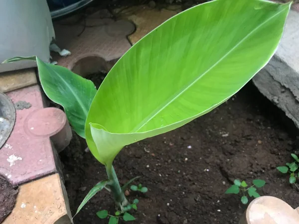 Satu Minggu Bayi Kecil Pohon Pisang Telah Tumbuh Dengan Dua — Stok Foto