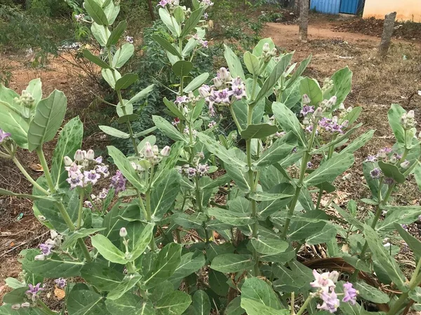 Imágenes Calotropis Gigantea Flor Corona Una Especie Arbusto Que Crece —  Fotos de Stock