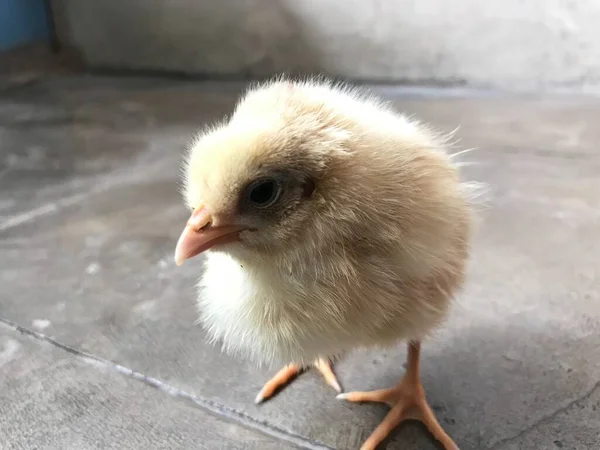 Gambar Close Seup Dari Ayam Kecil Yang Berdiri Tangan Dan — Stok Foto