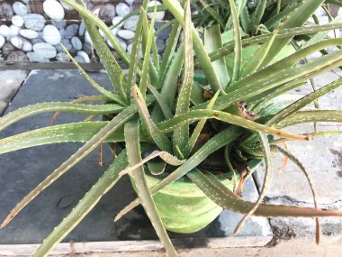 Aloe vera Green bir konutun dışında yetişiyor ve ilaç kozmetik amaçlar için kullanılacak.