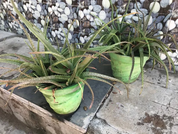 Aloe Vera Planta Verde Una Maceta Está Creciendo Aire Libre —  Fotos de Stock