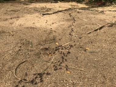 Siyah karıncaların yiyecek taşıması veya çok disiplinli bir şekilde sıraya girmesi sıkı çalışmanın bir işaretidir.