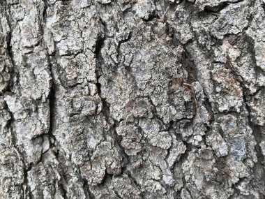 Ana gövdeden bir ağaç derisinin gri ya da kül rengi ahşap arka planı