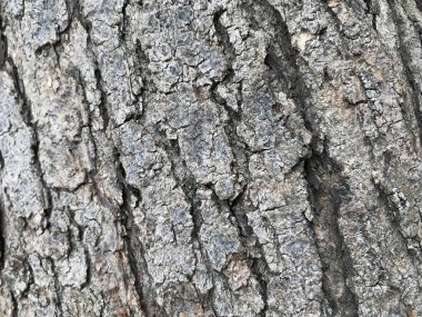 Ana gövdeden bir ağaç derisinin gri ya da kül rengi ahşap arka planı