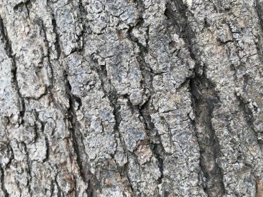 Ana gövdeden bir ağaç derisinin gri ya da kül rengi ahşap arka planı