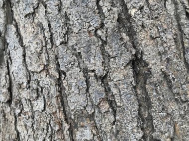 Ana gövdeden bir ağaç derisinin gri ya da kül rengi ahşap arka planı