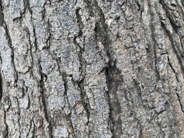 Ana gövdeden bir ağaç derisinin gri ya da kül rengi ahşap arka planı