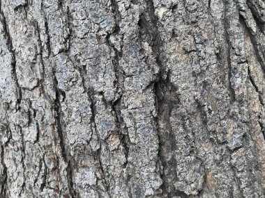 Ana gövdeden bir ağaç derisinin gri ya da kül rengi ahşap arka planı