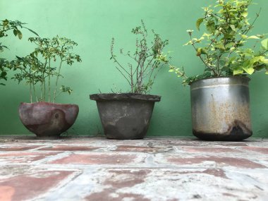 Yeşil bitkiler evimizin bahçesinde ya da ön bahçesinde kullanılabilir vaziyette saksılarda yetişiyor.