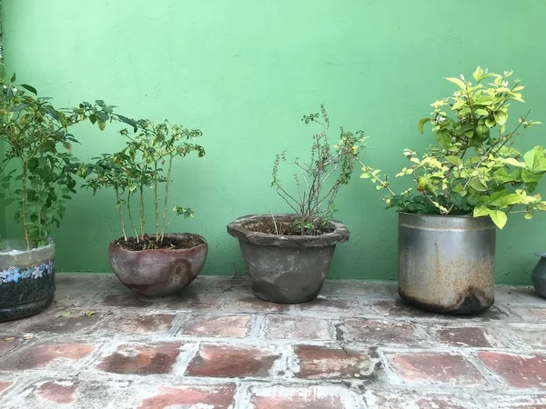 Las Plantas Verdes Están Creciendo Macetas Que Son Reutilizables Nuestro —  Fotos de Stock