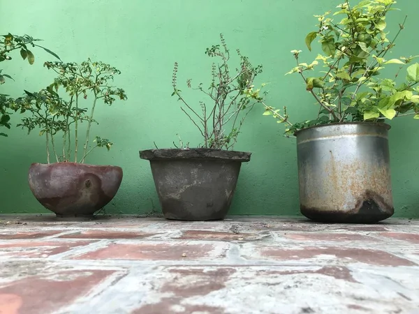 Plantas Verdes Estão Crescendo Vasos Que São Reutilizáveis Nossa Casa — Fotografia de Stock