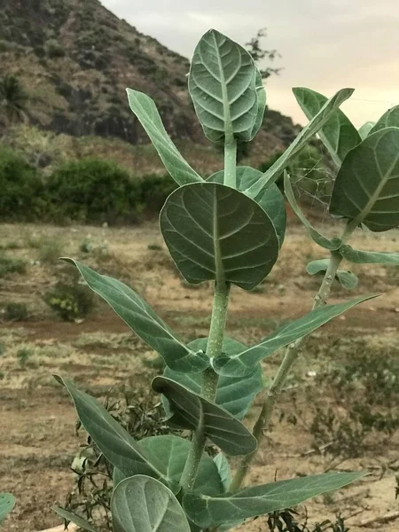 Arbusto Calotropis Gigantea Imágenes Plantas Alberga Mariposas Muchos Insectos —  Fotos de Stock