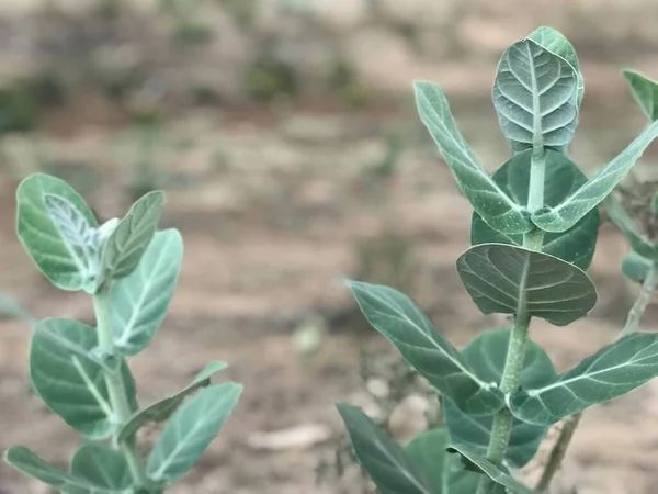 Buske Calotropis Gigantea Växt Bilder Och Det Värd Fjäril Och — Stockfoto