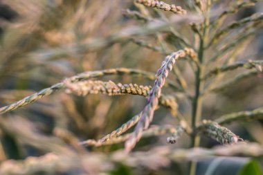 Gün batımı, yakın çekim güzel sahasının çim spikelet